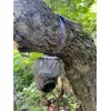 REOLINK KEEN RANGER trail camera 2K (2560x1440) 4G/LTE battery + solar paneel