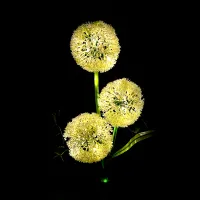 Mässaja aia dekoratiivsed päikesevalgustid - dekoratiivne küüslauk